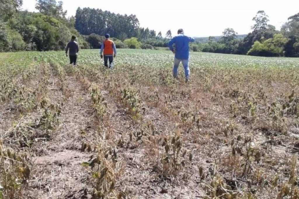 Pesquisa da Aprosoja estima em 20% a quebra da safra de soja em Mato Grosso