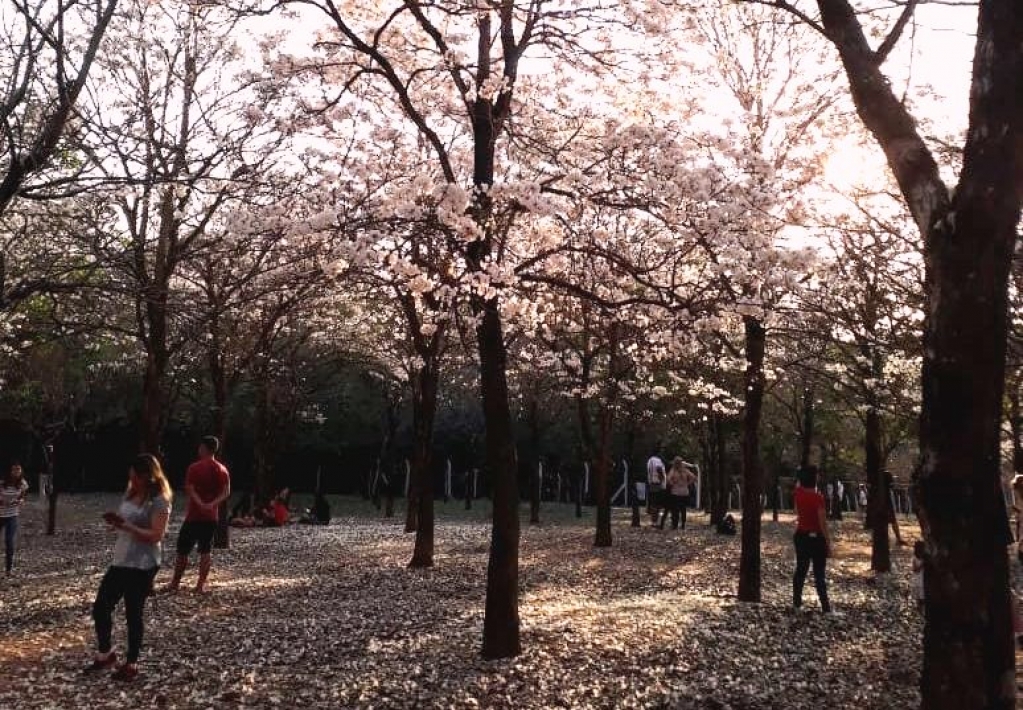 Florada de ipês vira atração no Bosque de Marília