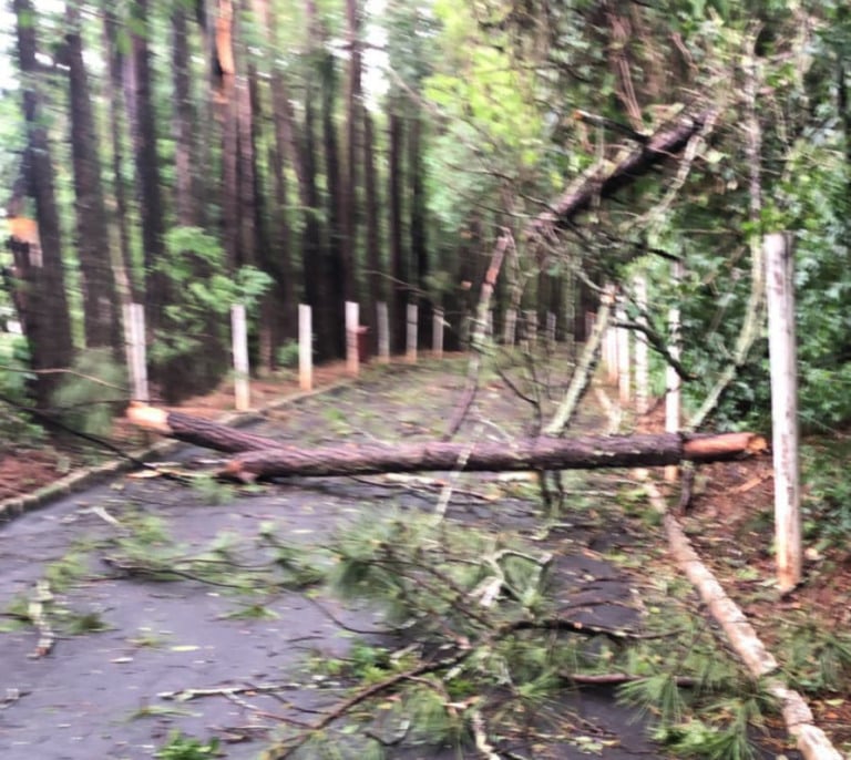 Fotos e vídeo -  Temporal derruba árvores e fecha bosque em Marília; diversos bairros sem luz