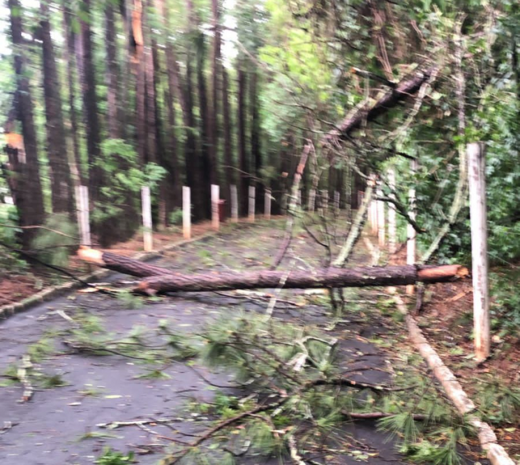 Fotos e vídeo -  Temporal derruba árvores e fecha bosque em Marília; diversos bairros sem luz