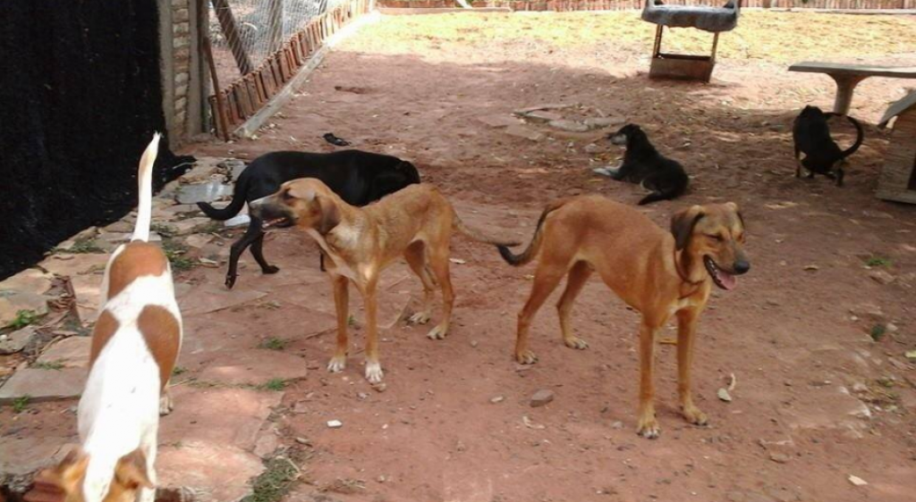 Código vai à votação para mudar posse até adoção de animais; veja regras