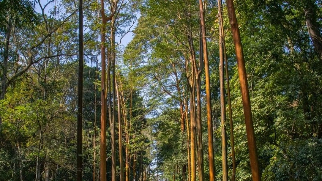 RJ: Jardim Botânico terá tours com história e contato com a natureza