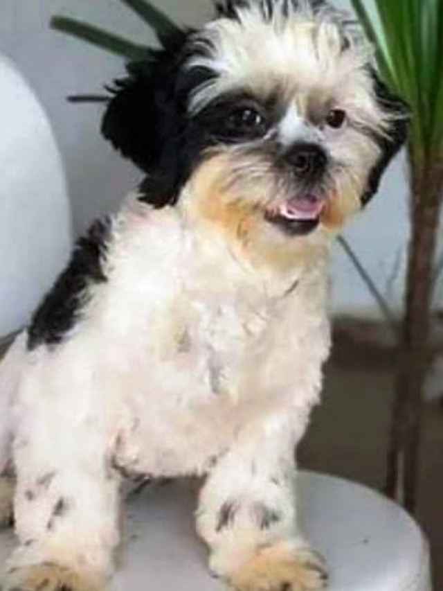 Viu a Zoe? - Campanha pede ajuda para encontrar cachorra em Marília
