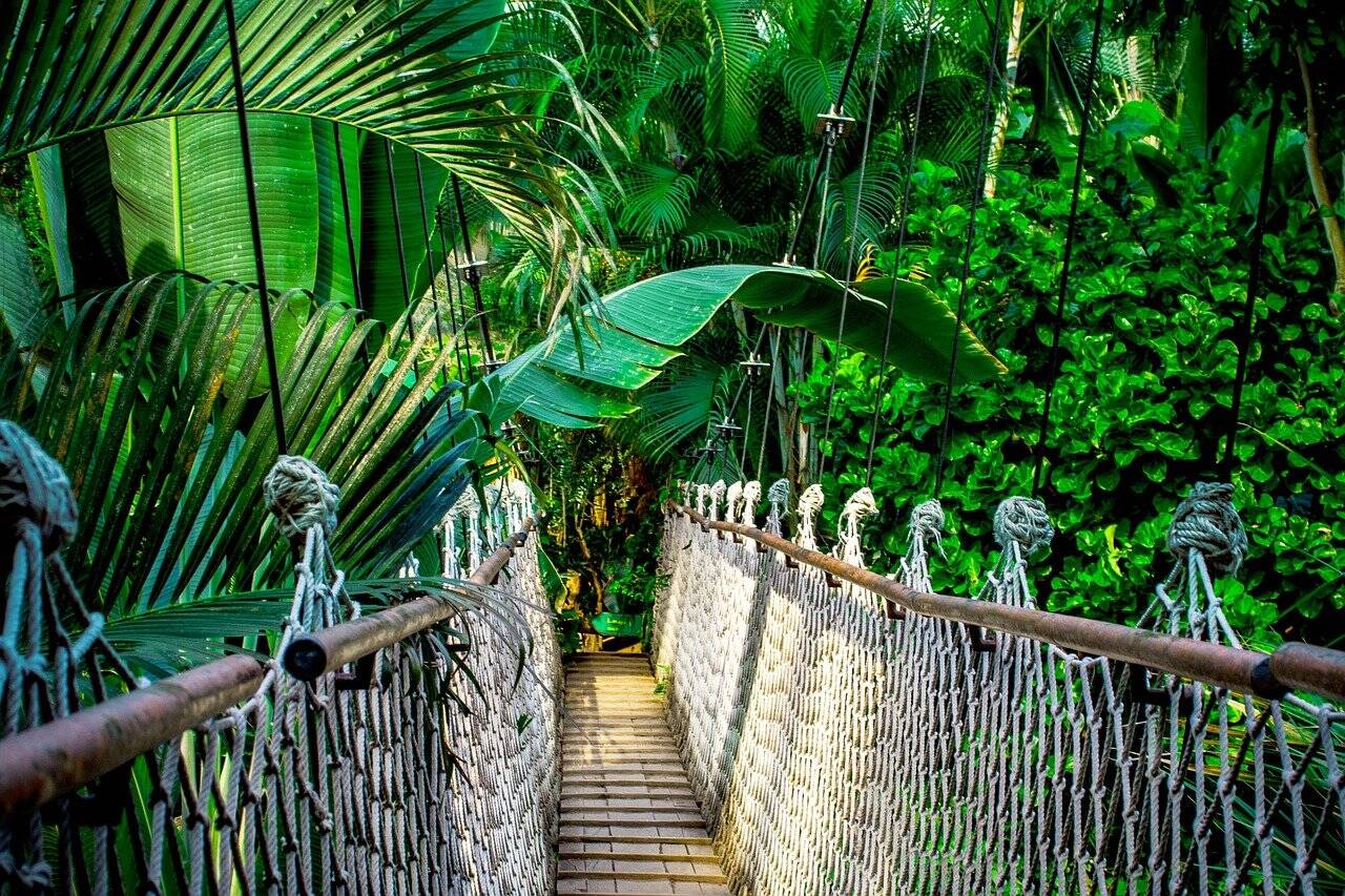 Ponte suspensa sobre a floresta amazônica. Foto: Pixabay