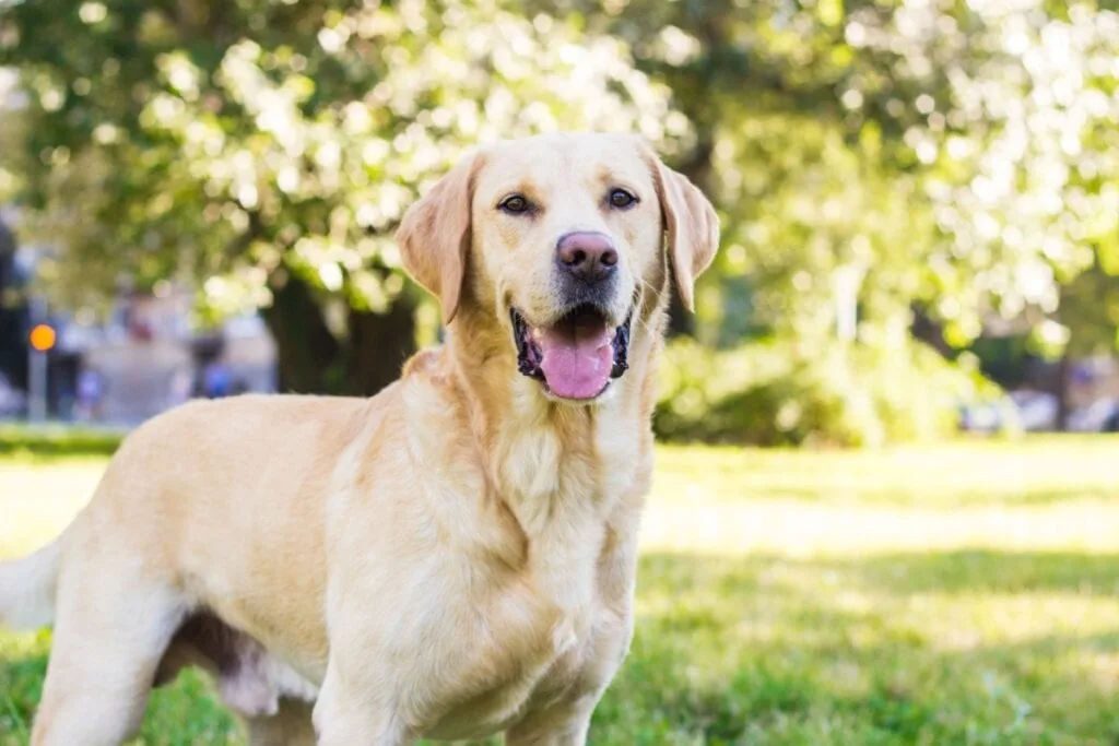 10 raças mais indicadas para quem nunca teve um cachorro 