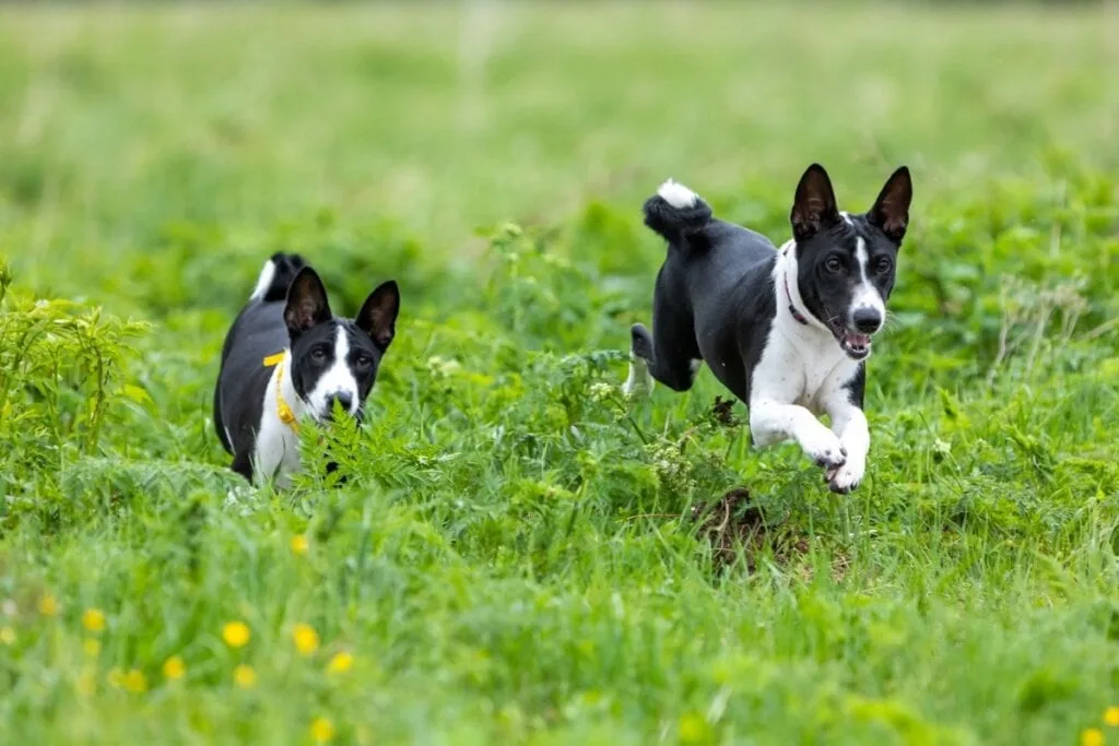 4 características do cachorro da raça basenji