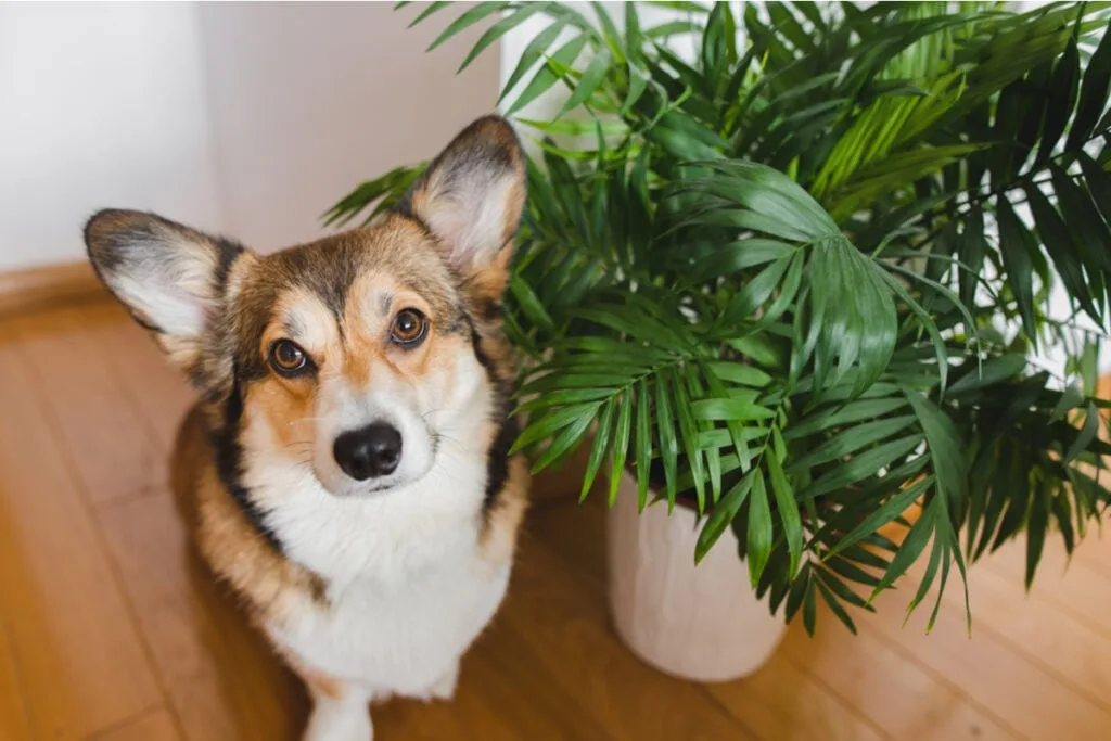 Veja os perigos das plantas tóxicas para cães e gatos