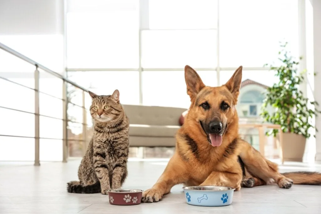 Veja os cuidados com pets com Síndrome da Disfunção Cognitiva