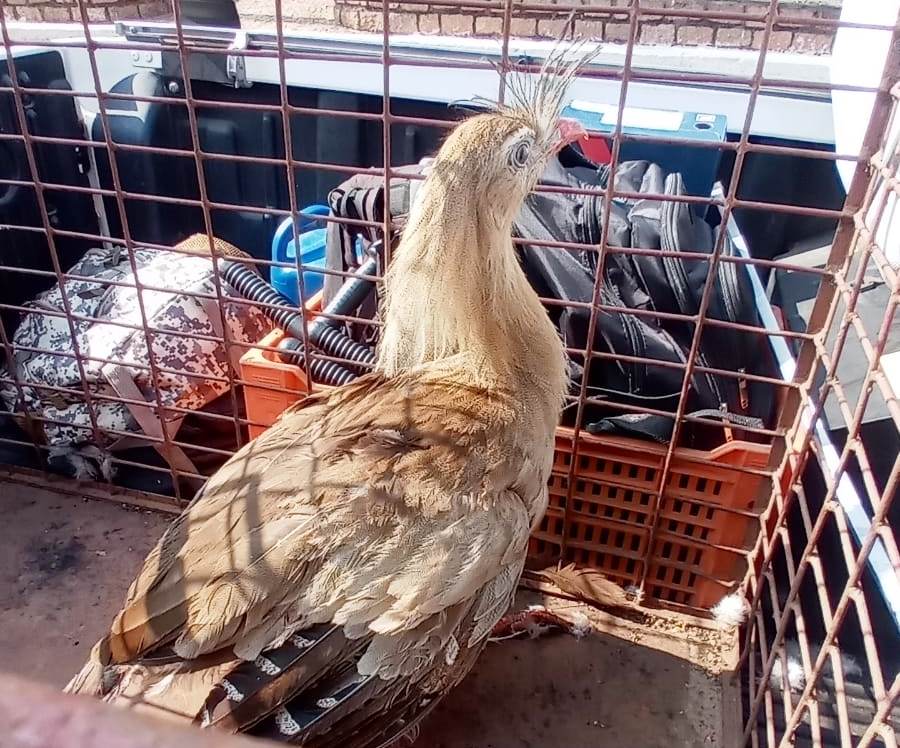 Animal resgatado no centro de Marília