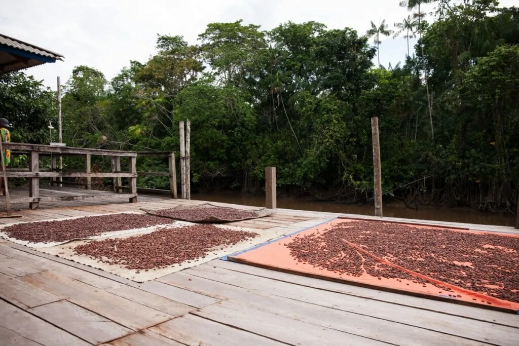 Descubra os encantos da Ilha do Combu