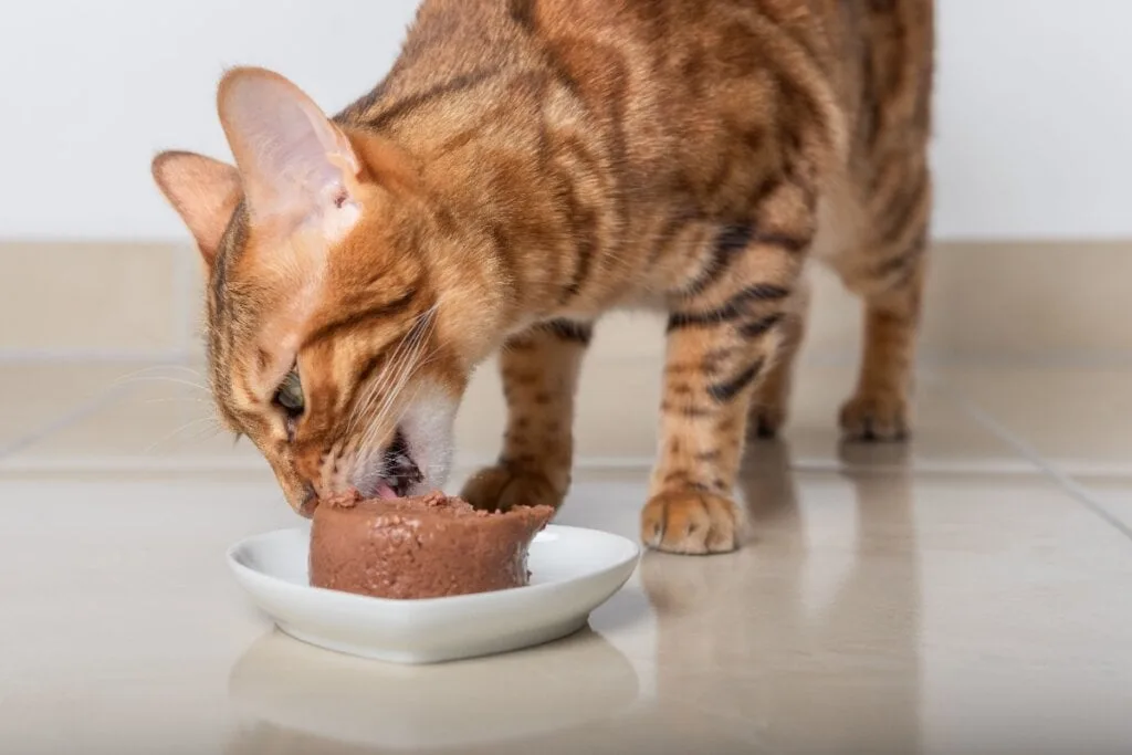 Veja como cuidar dos animais em dias muito quentes