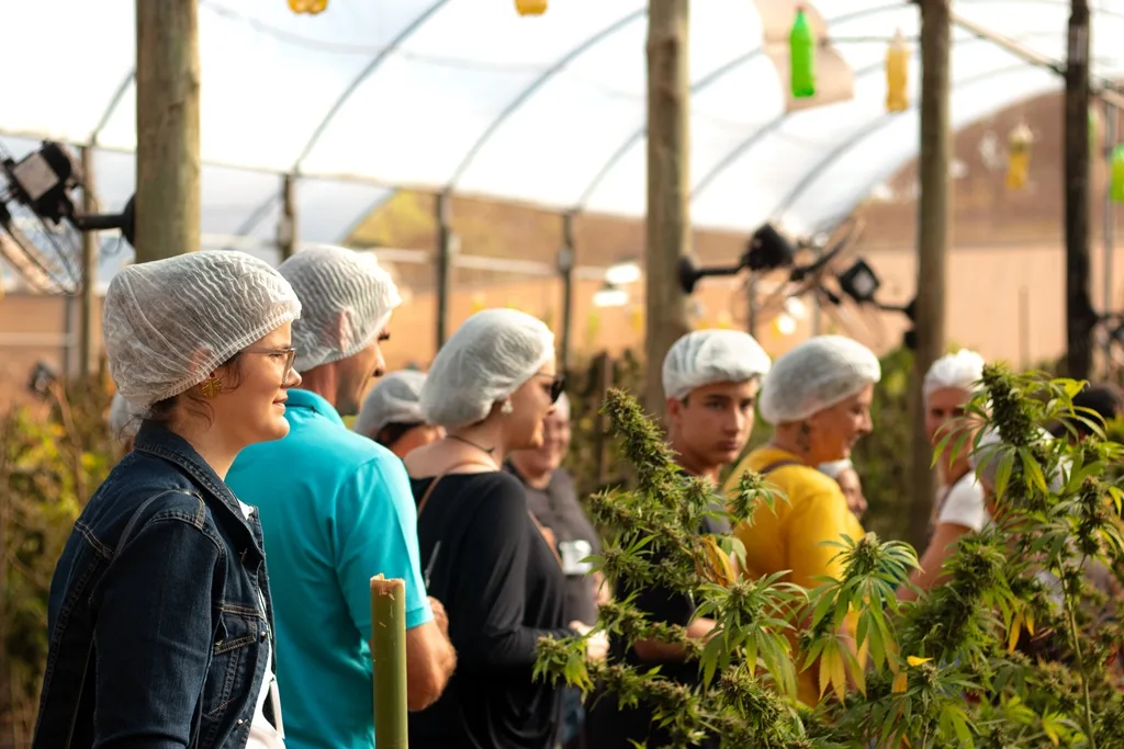 Maria Flor apresenta todo ciclo de produção da cannabis medicinal