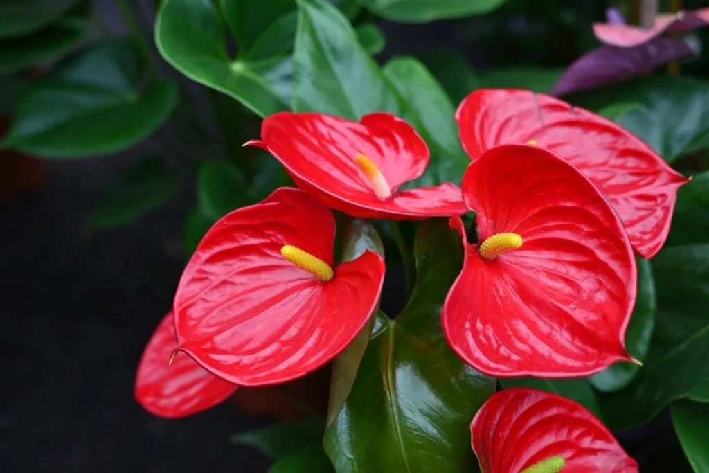 3 flores para decorar a casa na primavera