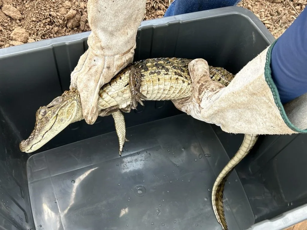 Equipe resgata filhote de jacaré em afluente ao lado da SP-333