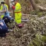 Homem morre em corte de eucaliptos; testemunha relata queda de galho