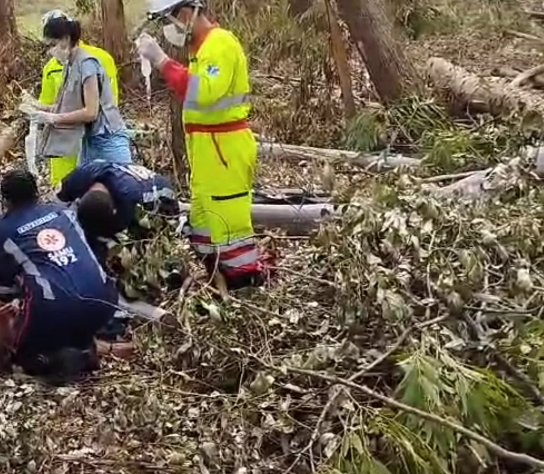 Homem morre em corte de eucaliptos; testemunha relata queda de galho