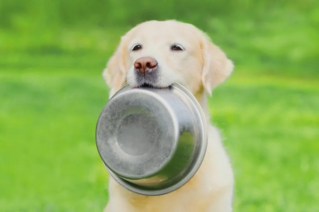 Veja o tipo de alimentação adequada para cachorro obeso