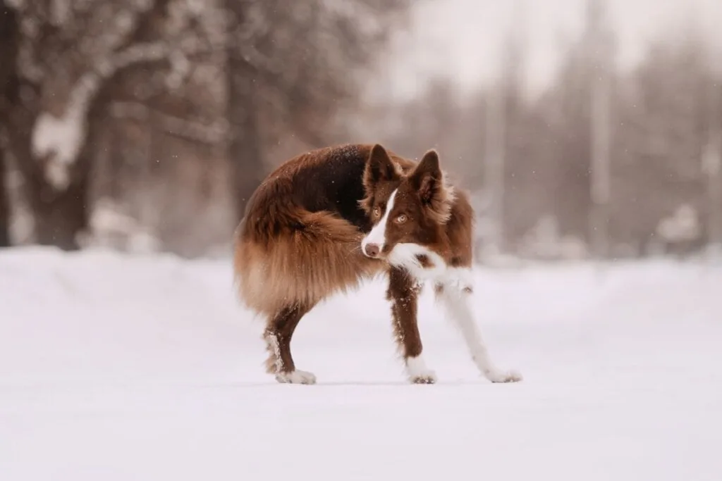 8 semelhanças entre o cachorro e o lobo