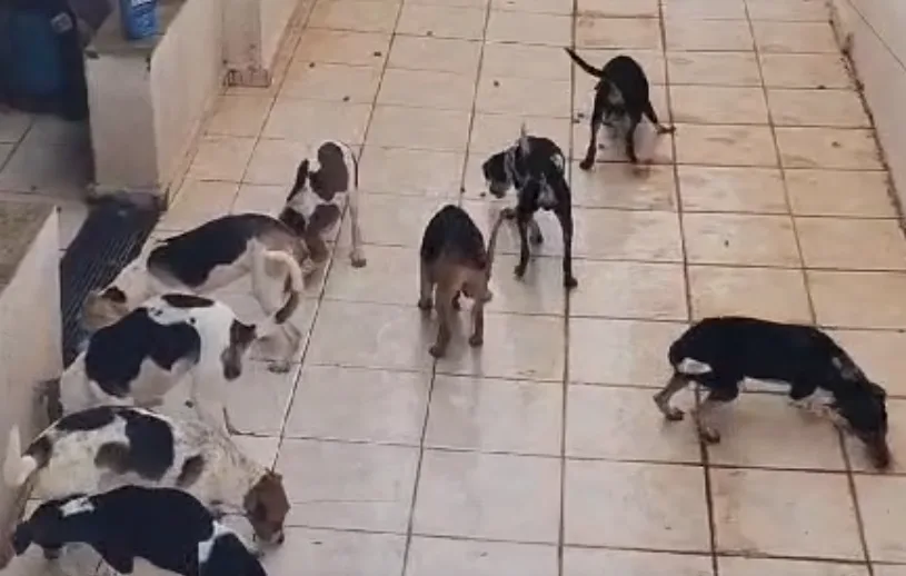 Casa tem muitos cães e moradores denunciam descaso oficial e maus-tratos