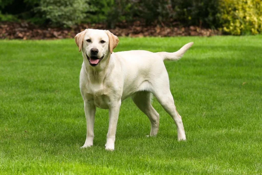 8 raças de cachorros mais carinhosas do mundo