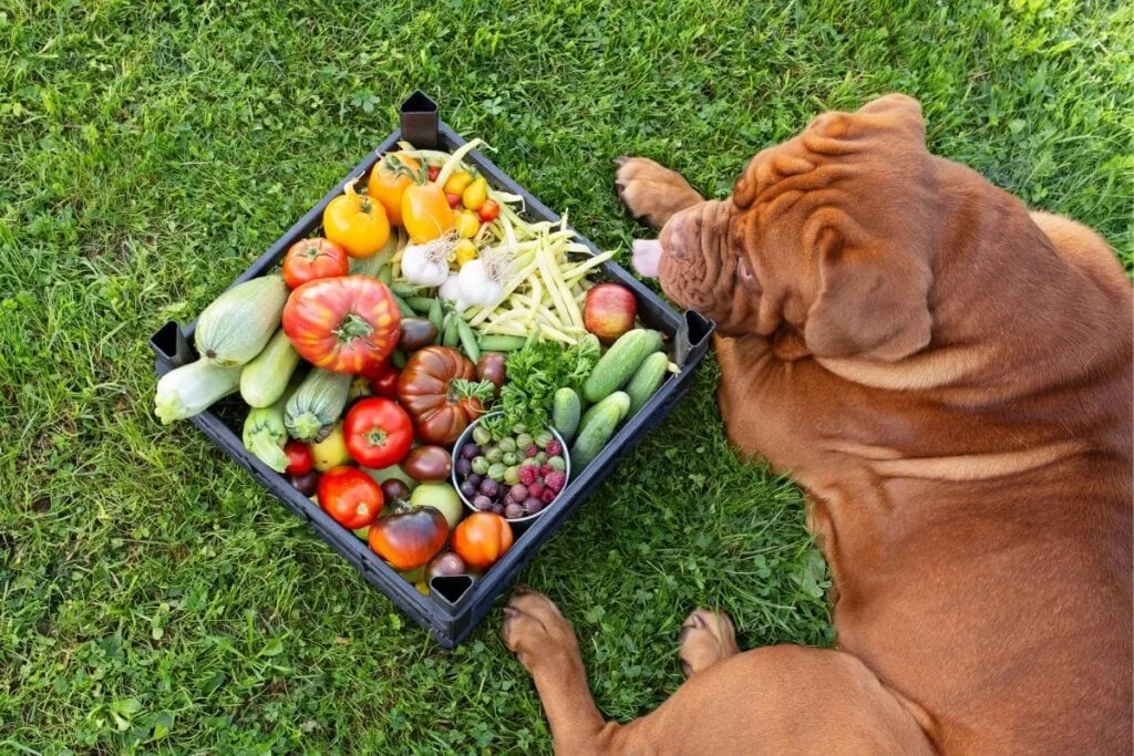 4 características do cachorro da raça mastiff