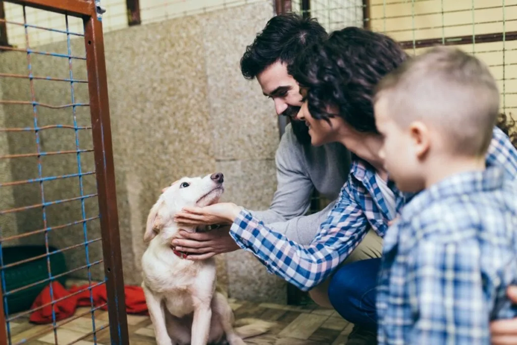 6 motivos para não comprar um cachorro