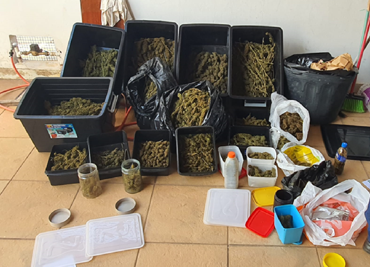 Caso de estelionato tem apreensão de planta e porções de maconha