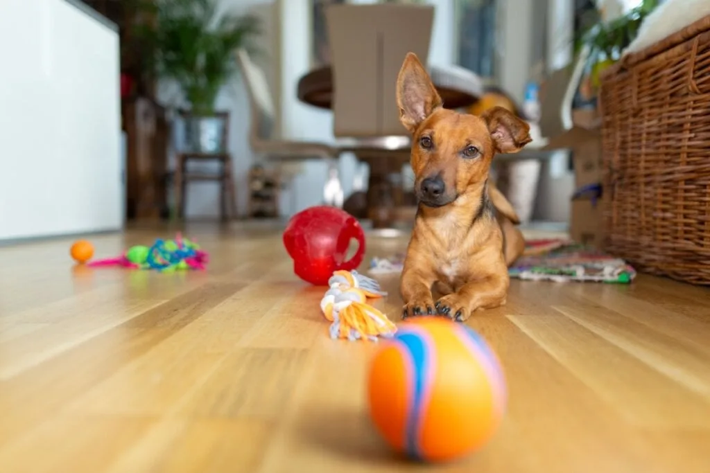 8 dicas para fortalecer o vínculo com o cachorro 