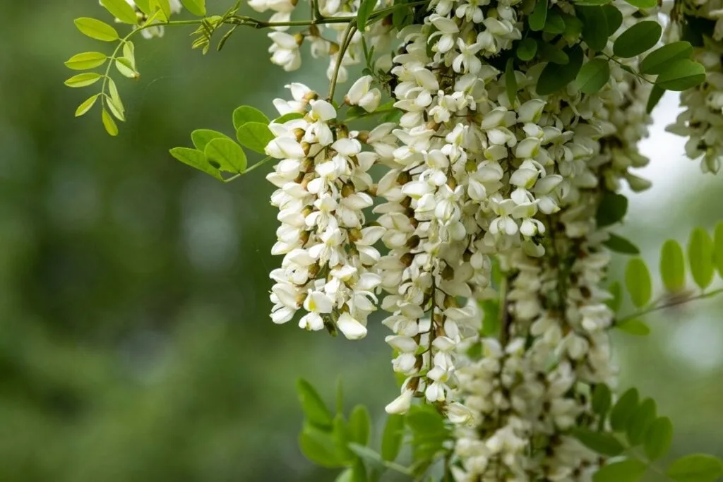 15 flores que atraem prosperidade, proteção e boas energias