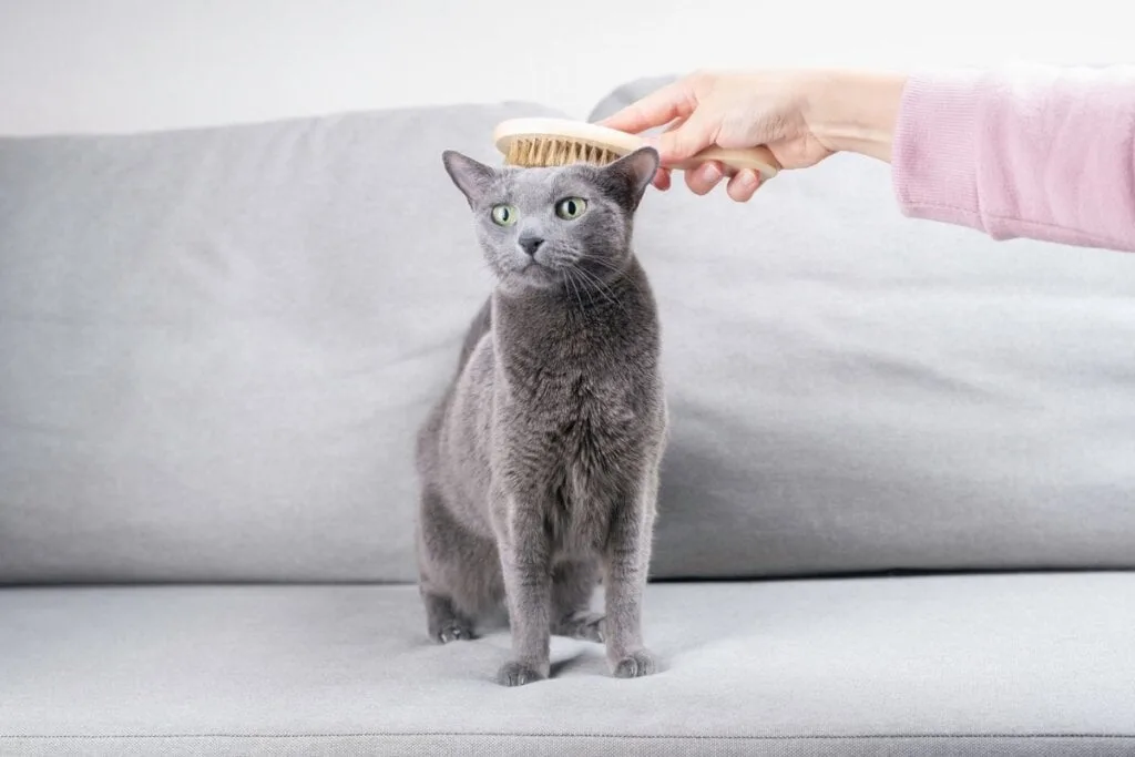 Veja a importância de escovar os pelos dos animais