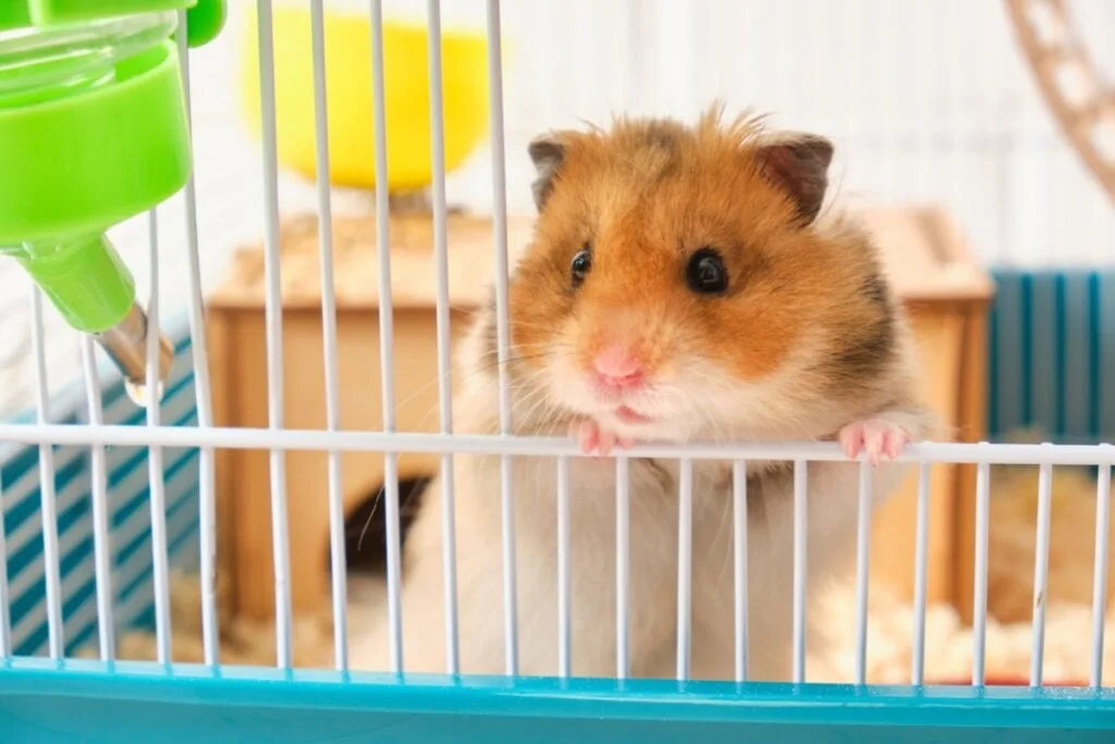 5 curiosidades fascinantes sobre os hamsters