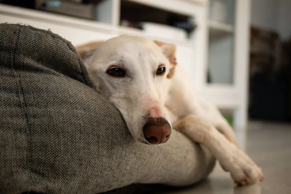 5 dicas para reduzir o estresse do cachorro durante a chuva