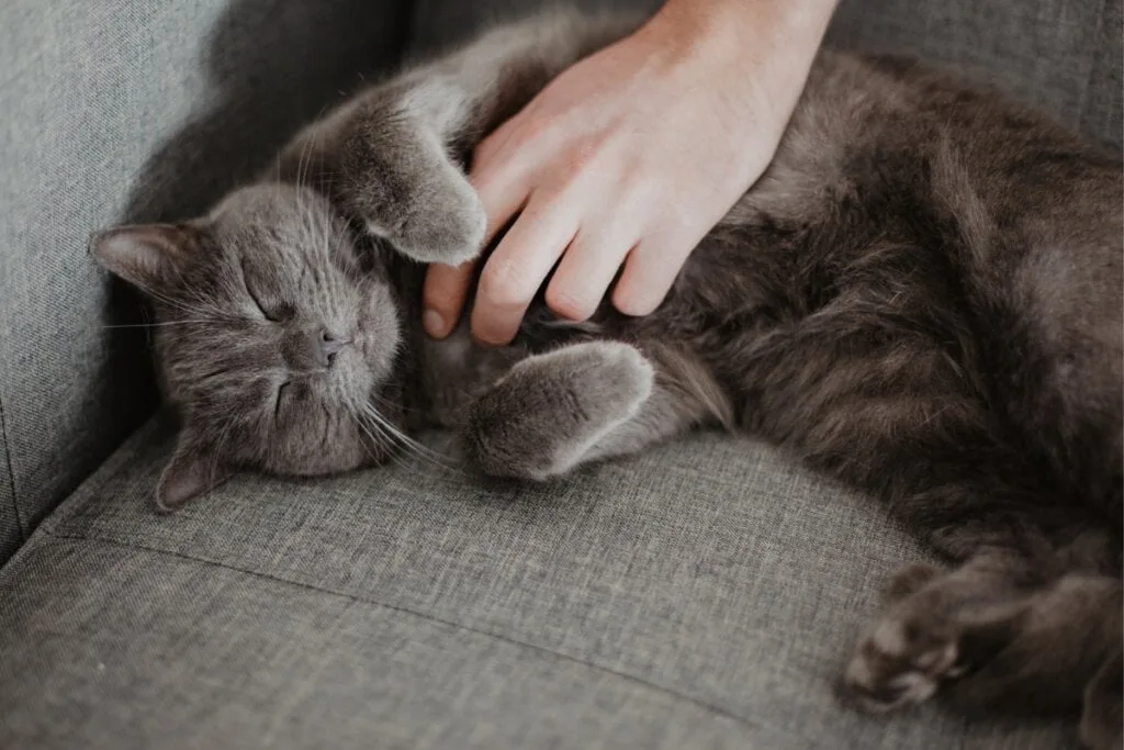 4 características do gato da raça chartreux