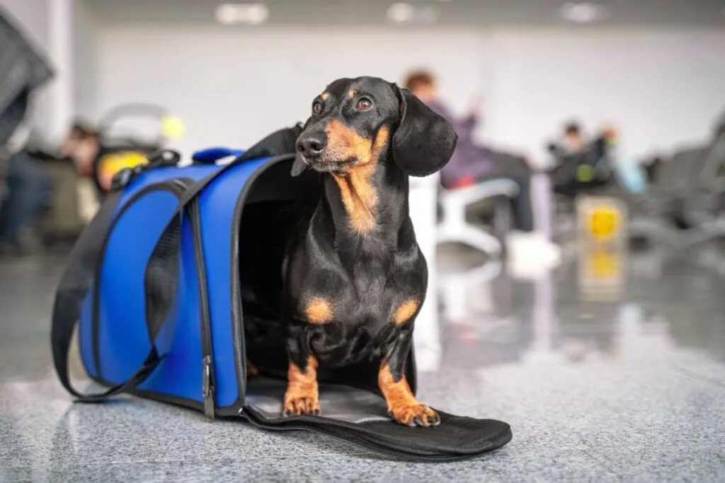 Conheça as novas regras para o transporte aéreo de animais 