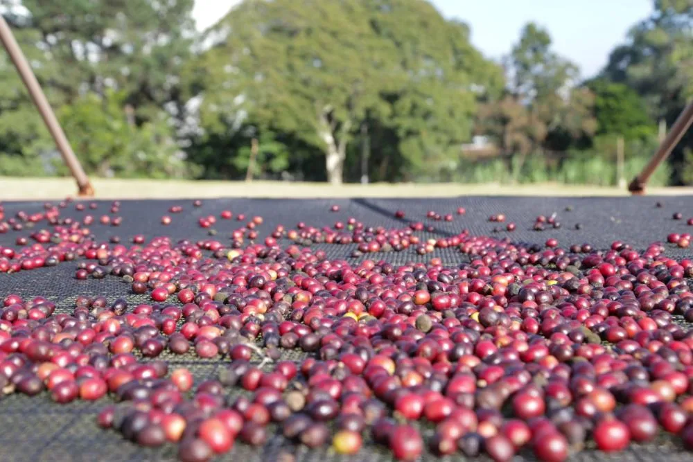 Produção de café Canephora tende a crescer nos próximos anos em São Paulo