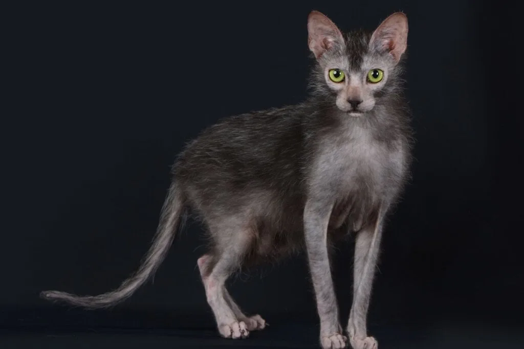 4 características do gato exótico da raça lykoi