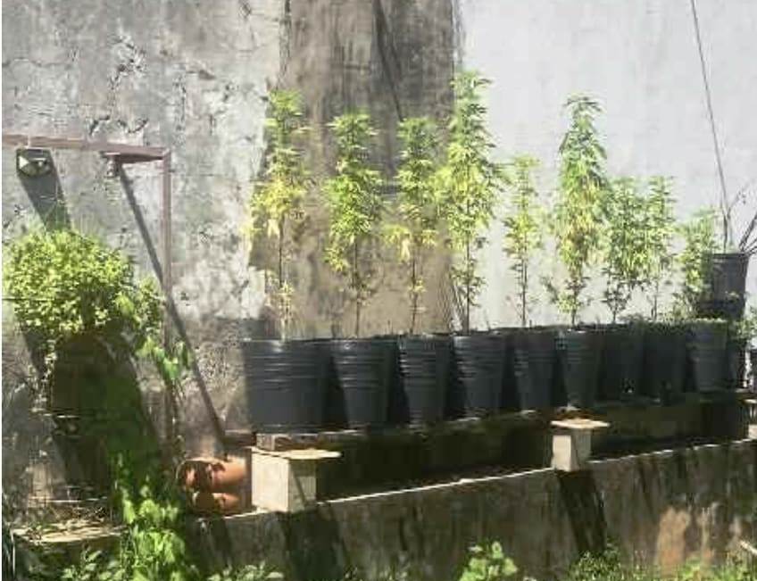 STJ tranca caso de tráfico contra professor por cannabis medicinal em Marília