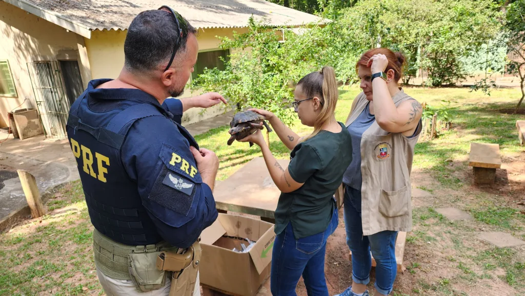 PRF resgata jabuiti-piranga na BR-153 em Marília