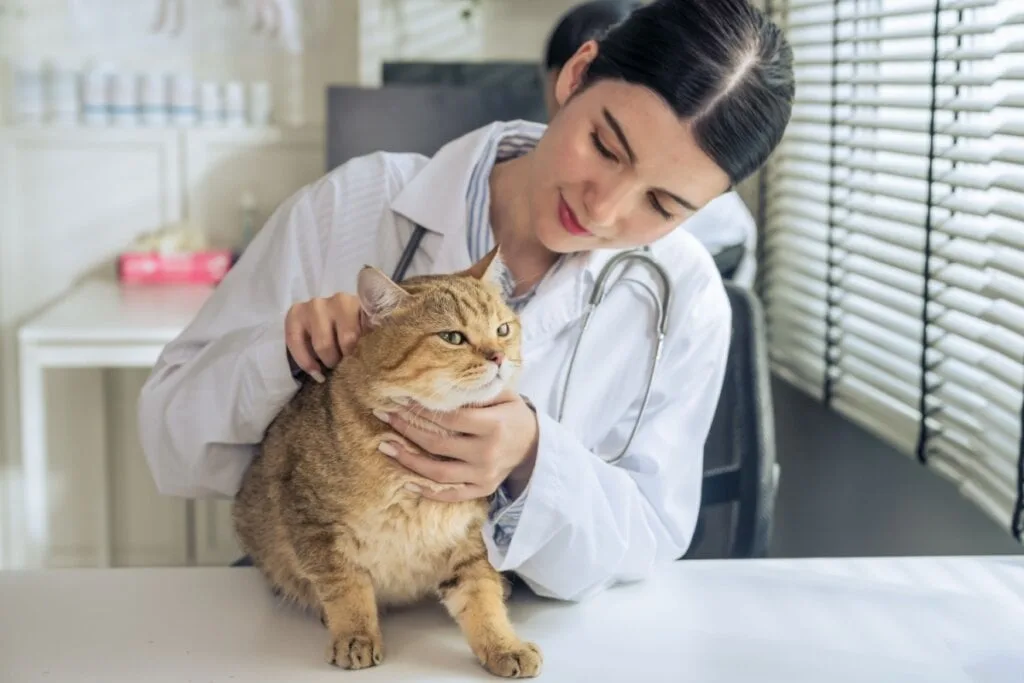 Veja os sintomas do câncer de próstata em cachorros e gatos