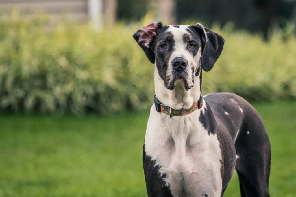 8 maiores raças de cachorro do mundo