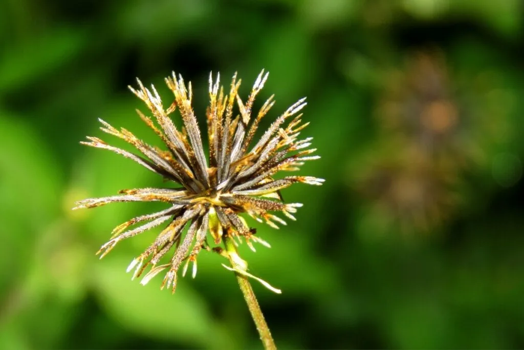 7 benefícios da planta medicinal picão e como utilizá-la