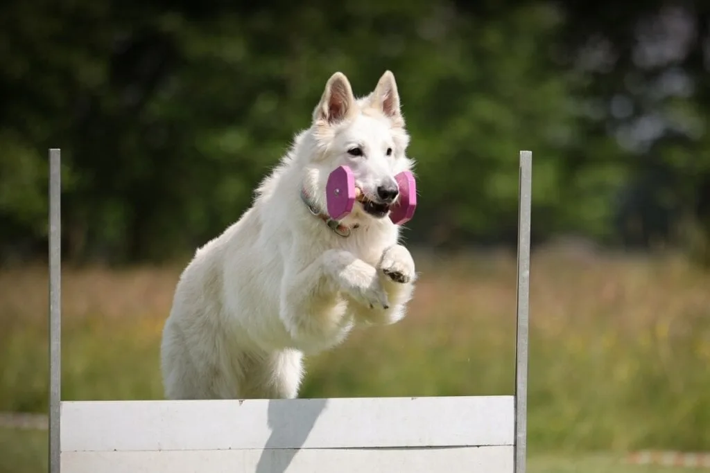 4 características do cachorro pastor branco suíço