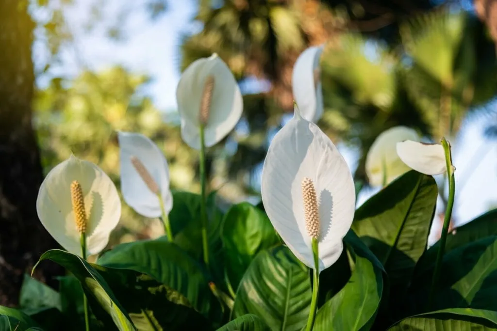 7 plantas para ter em apartamento