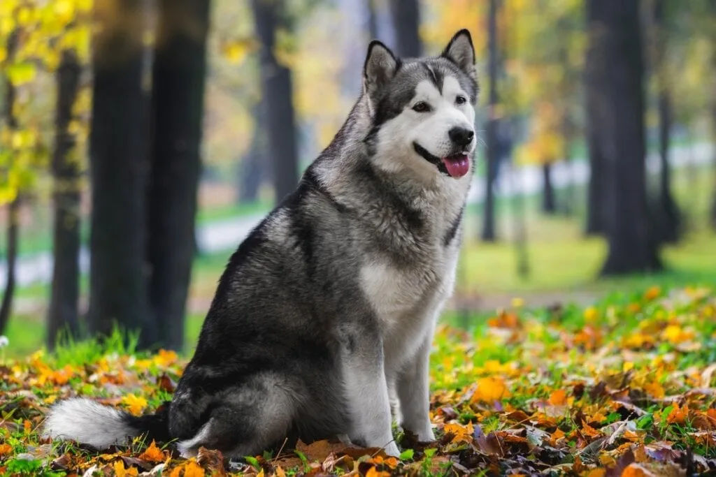 9 diferenças entre as raças husky siberiano e malamute do Alasca