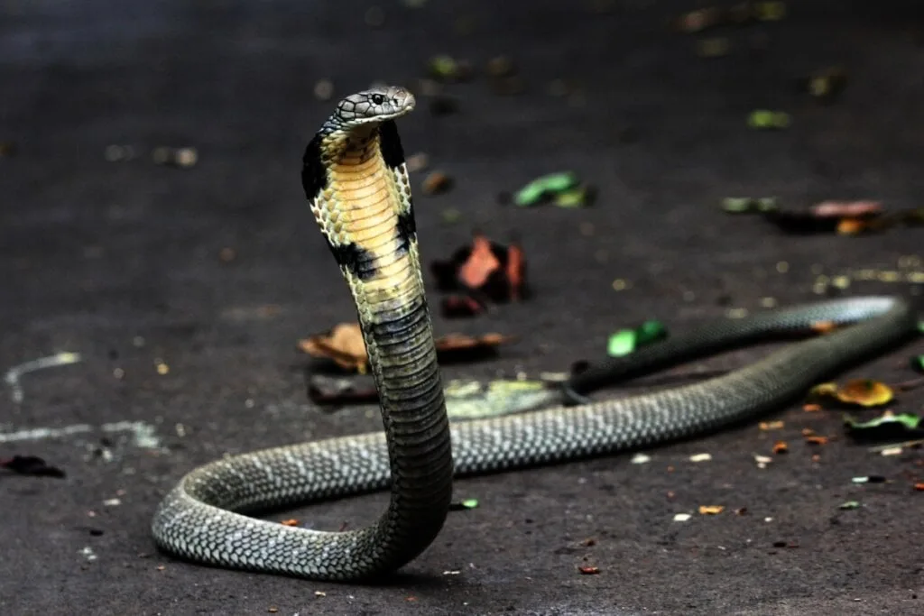 10 espécies de cobras peçonhentas