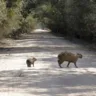 Tribunal nega indenização por colisão com capivara na Anhanguera