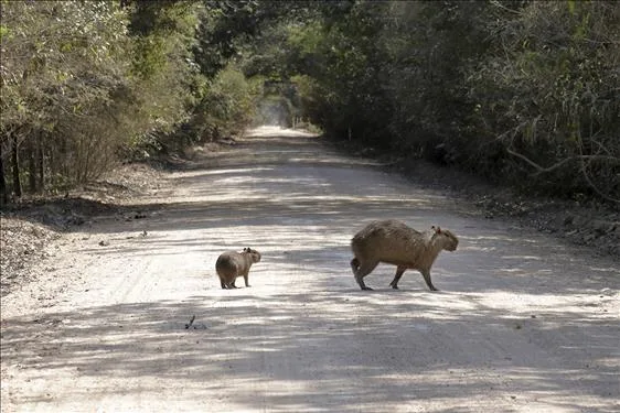 Tribunal nega indenização por colisão com capivara na Anhanguera