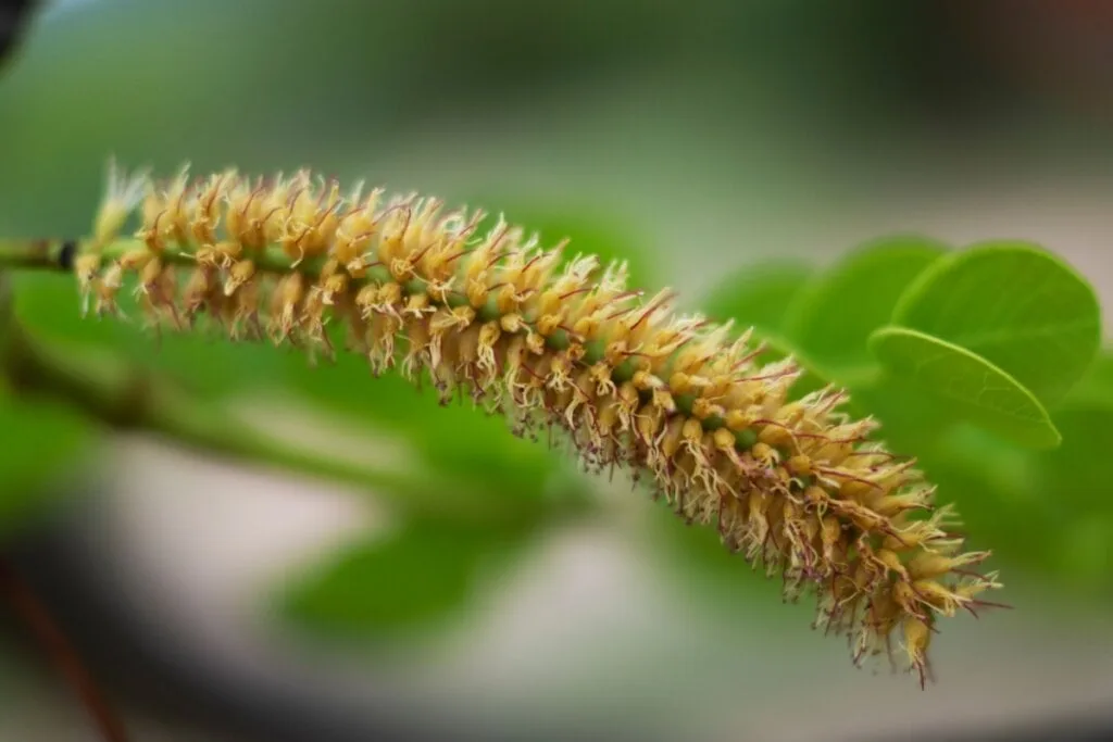 5 benefícios da planta barbatimão para a saúde e como usá-la