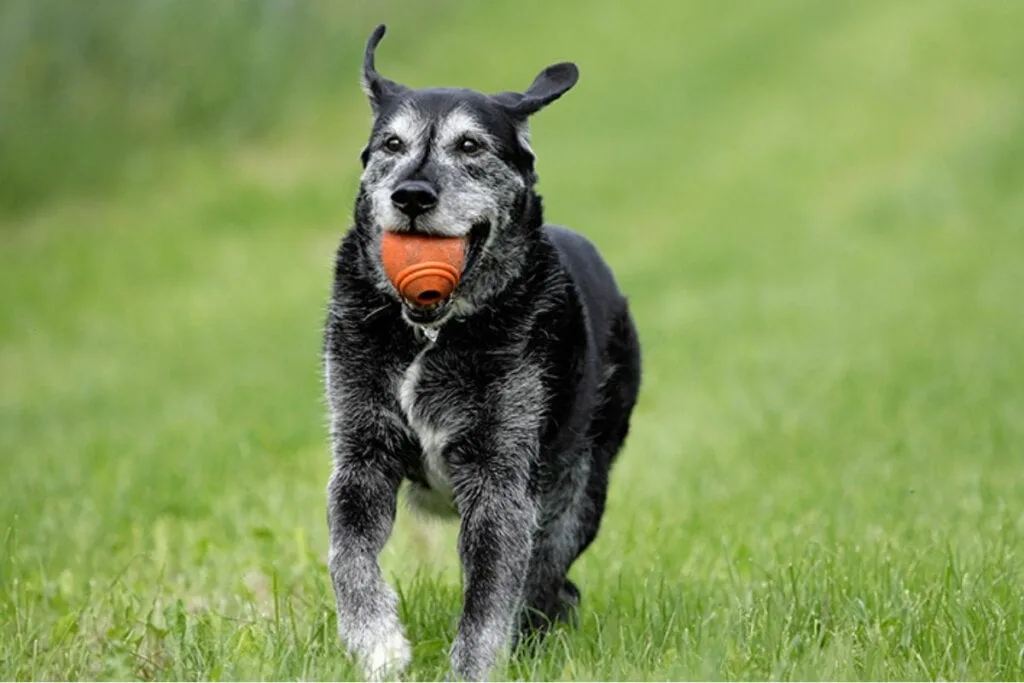 8 brincadeiras seguras para cachorros idosos