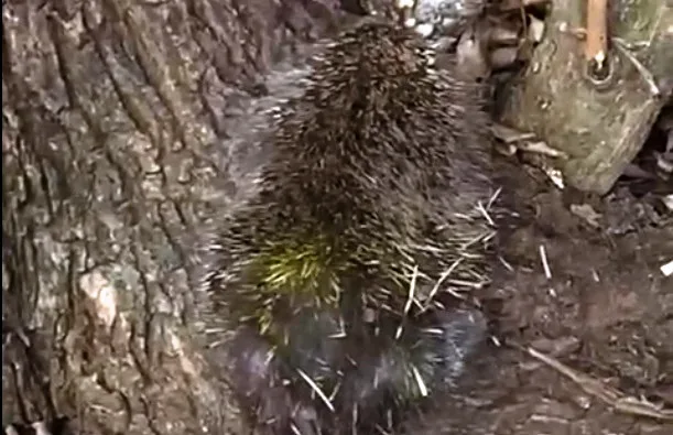 Invasão tem cão e porco-espinho feridos em Marília